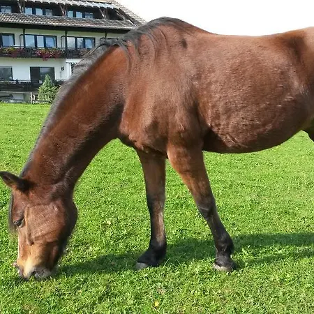 Landpension Pferdekoppel - - Self Checkin Seewald
