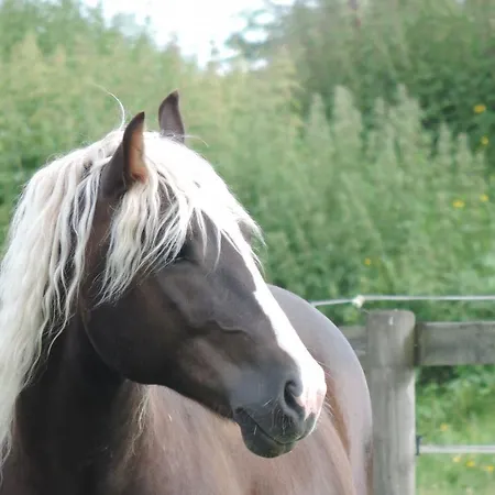 Hotel Landpension Pferdekoppel - - Self Checkin Seewald