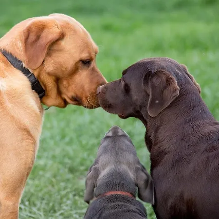 Landpension Pferdekoppel - - Self Checkin
