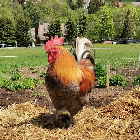 Landpension Pferdekoppel - - Self Checkin 3* Seewald